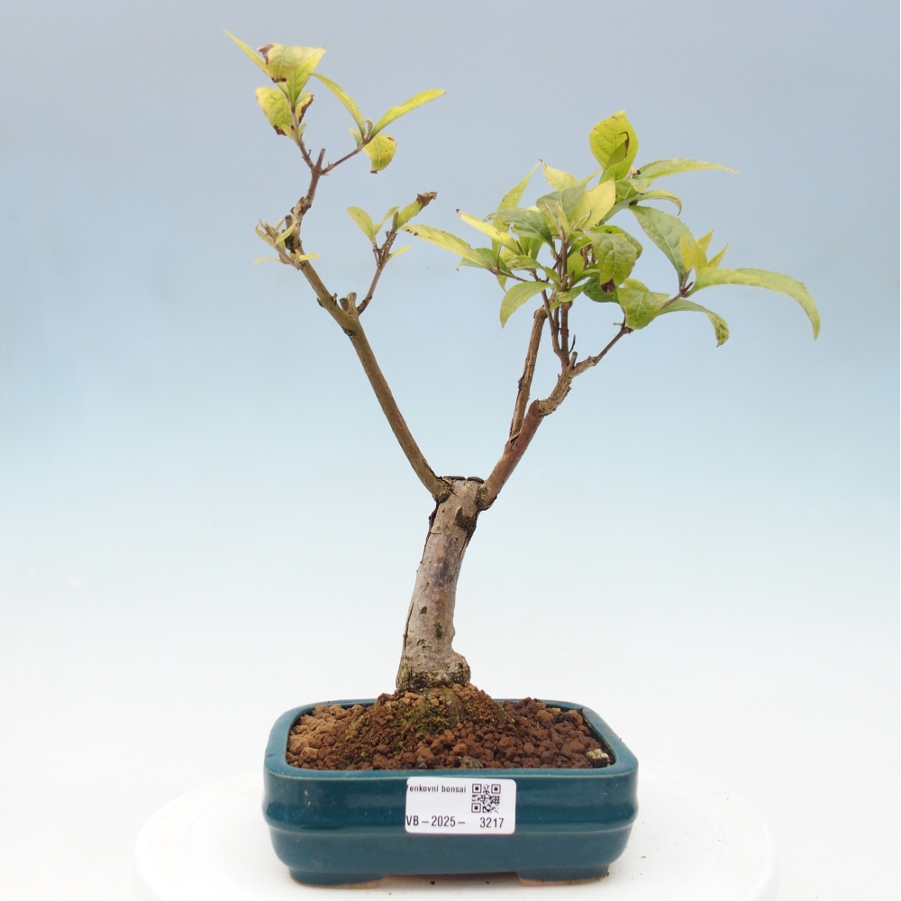 Vonkajšia bonsai - krásnoplodka - Callicarpa jap. Leucocarpa