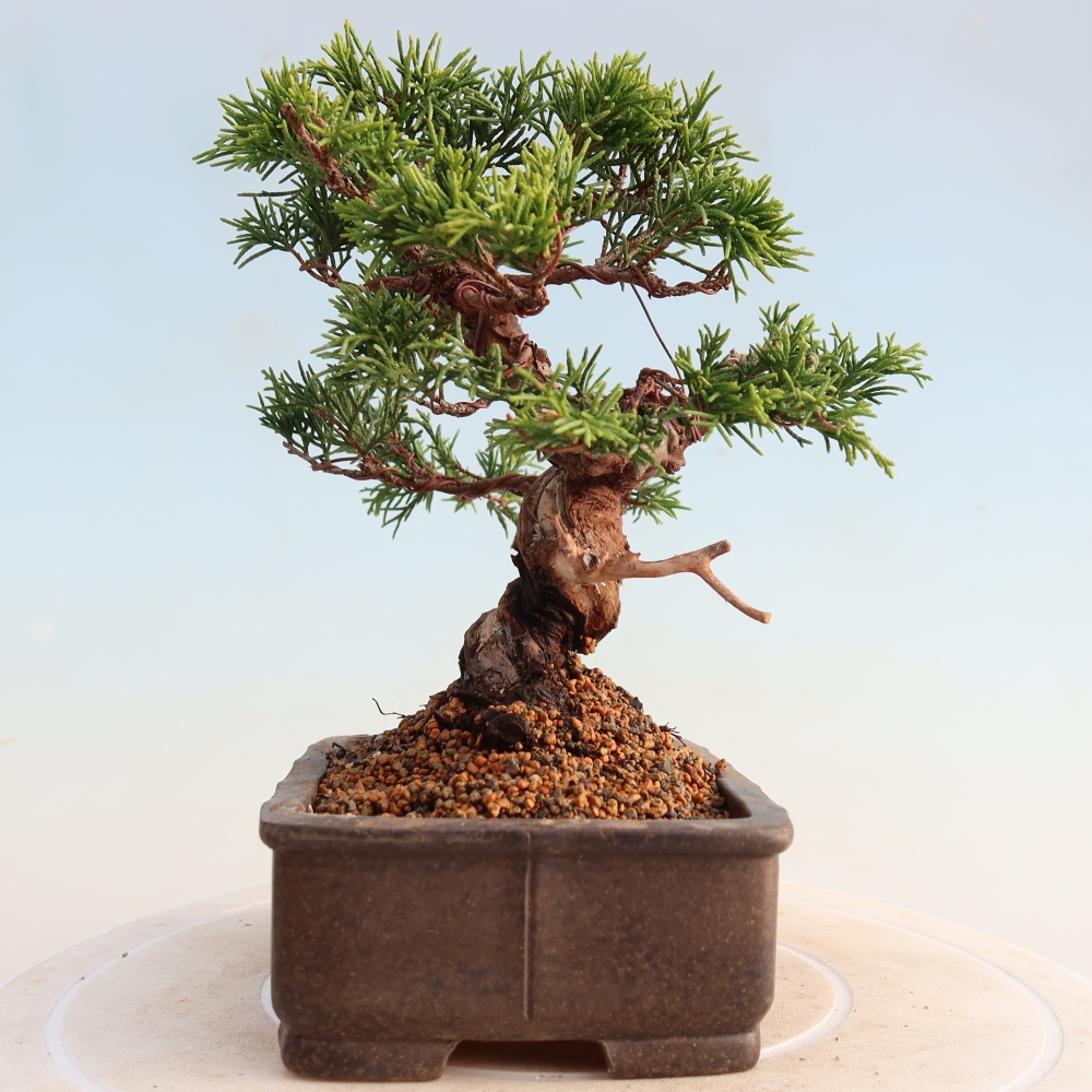 Vonkajší bonsai - Juniperus chinensis Itoigawa -Jalovec čínsky