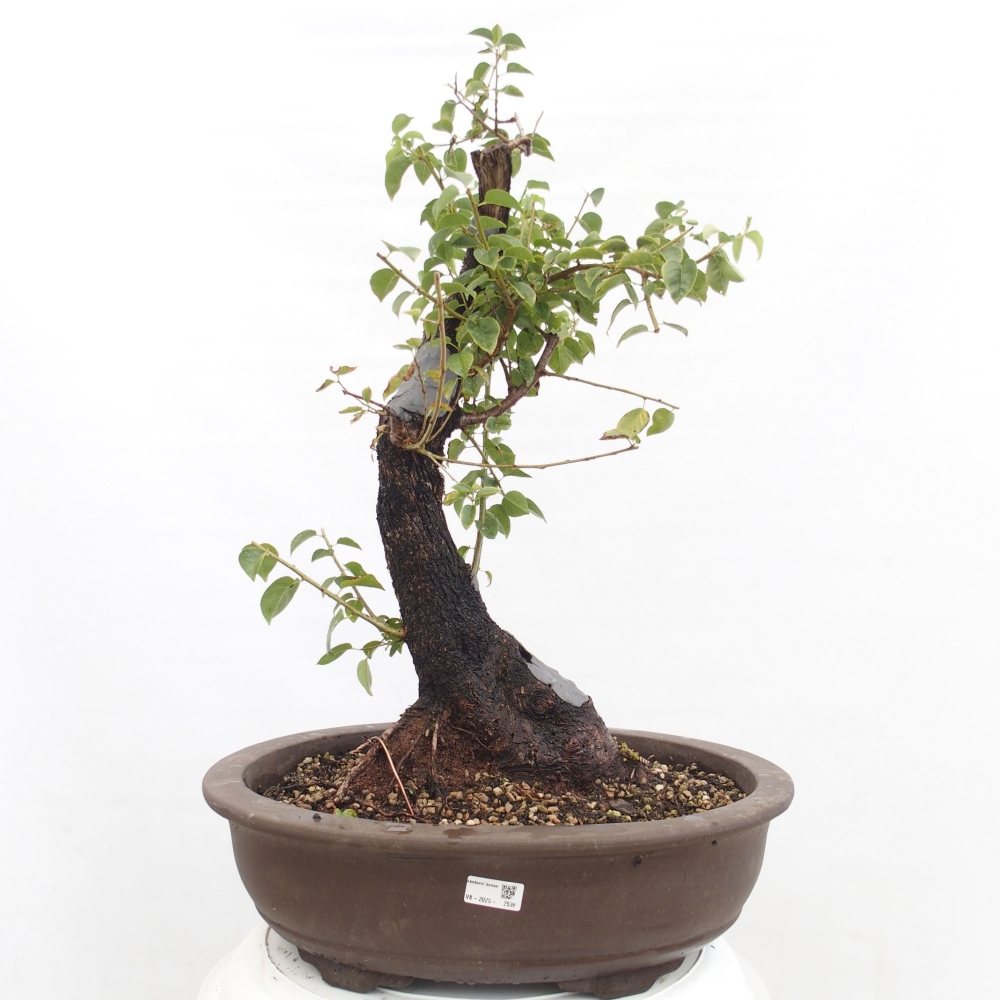 Vonkajšie bonsai - Mahalebka - Prunus mahalieb