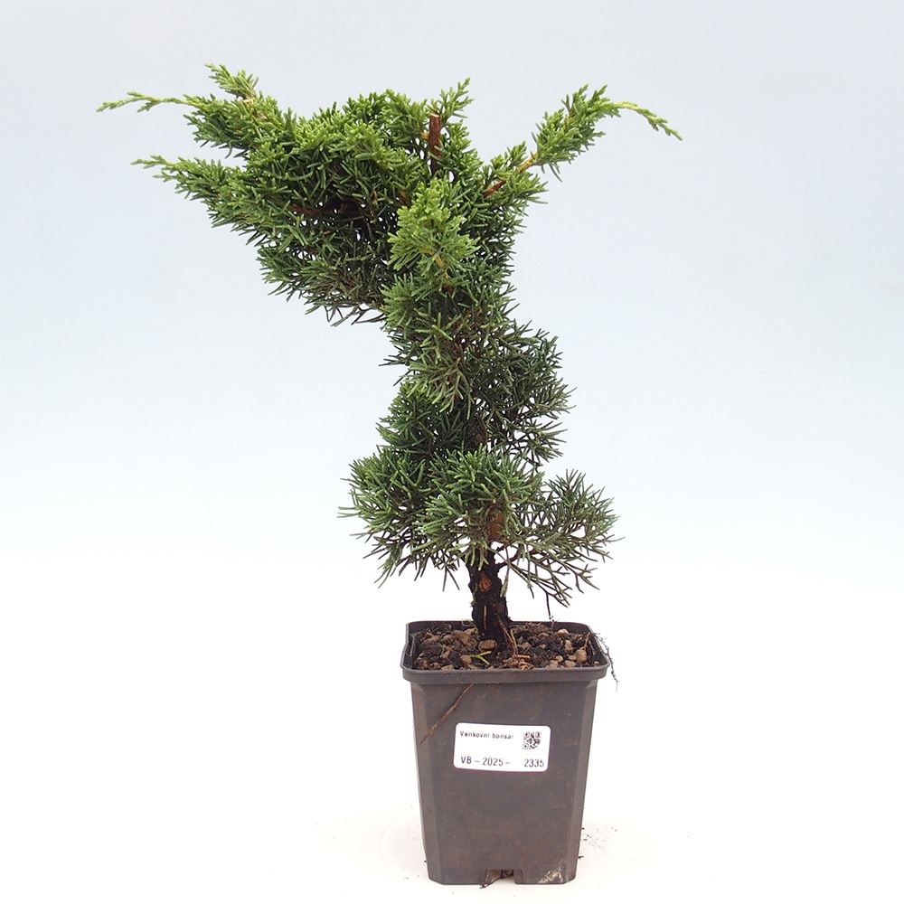 Vonkajšie bonsai - Juniperus chinensis Kishu -Jalovec čínsky