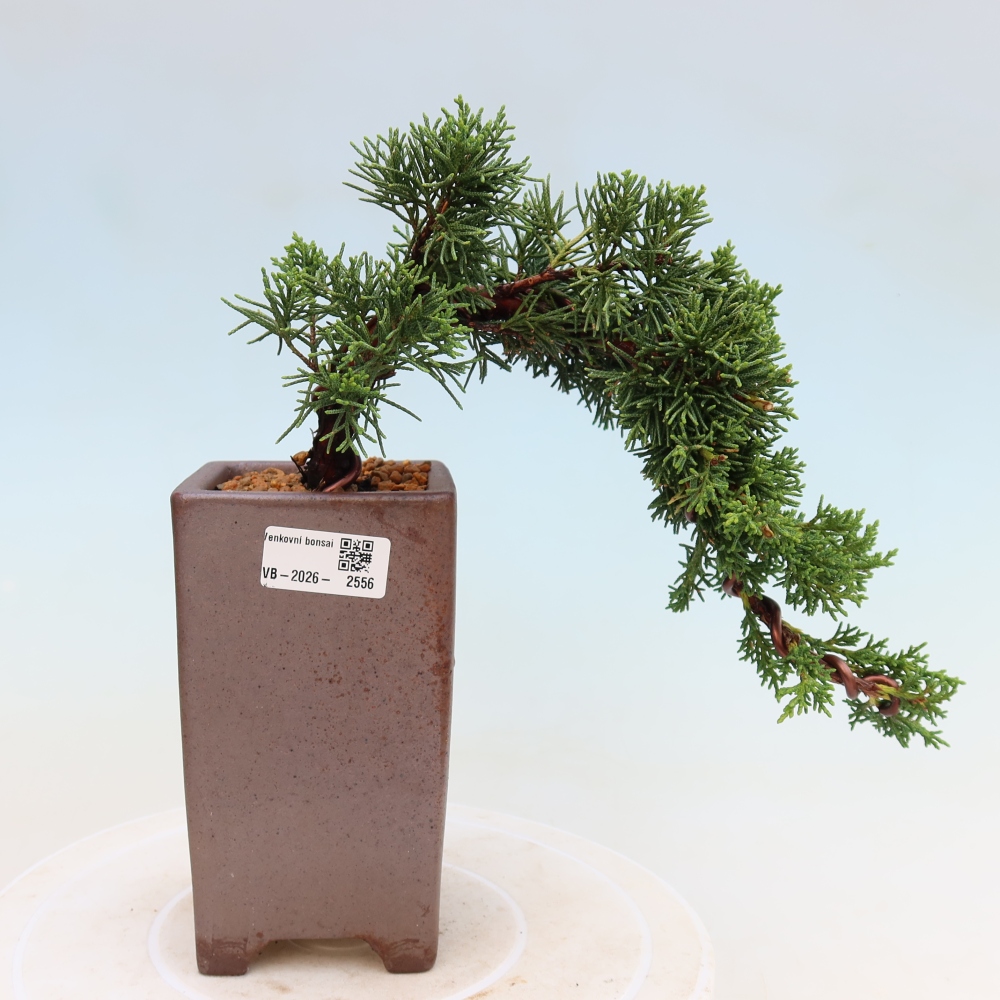 Vonkajší bonsaj - Juniperus chinensis Kishu