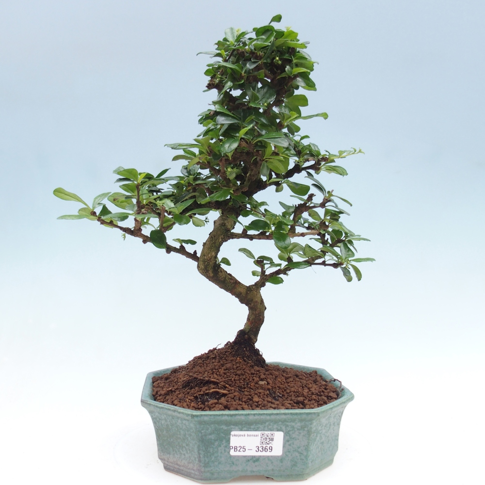 Izbová bonsai - Carmona macrophylla - Čaj fuki