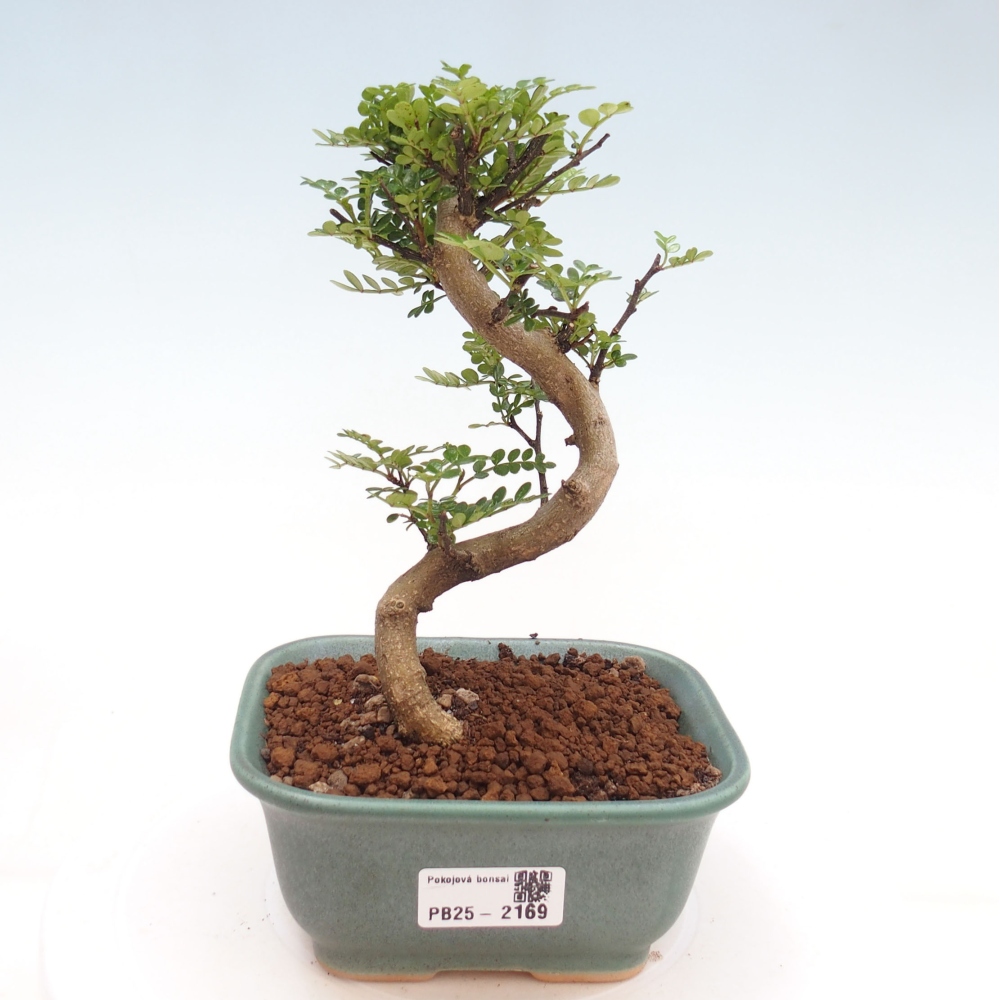 Izbová bonsai -Ligustrum chinensis - Vtáčí zob