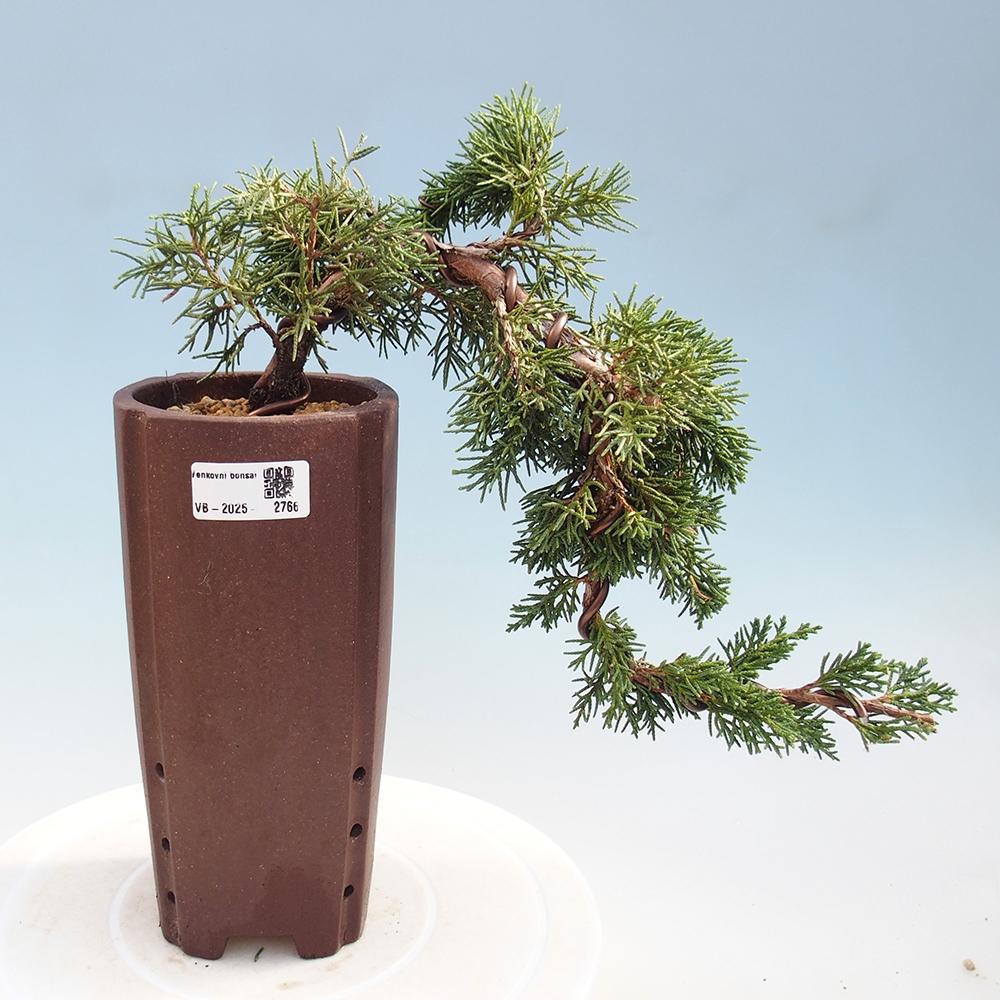 Vonkajší bonsai - Juniperus chinensis Kishu -Jalovec čínsky