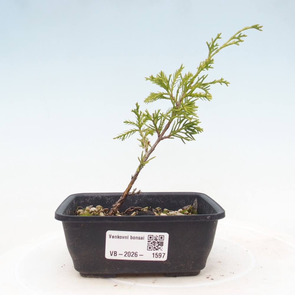 Vonkajší bonsaj - Juniperus chinensis Itoigawa
