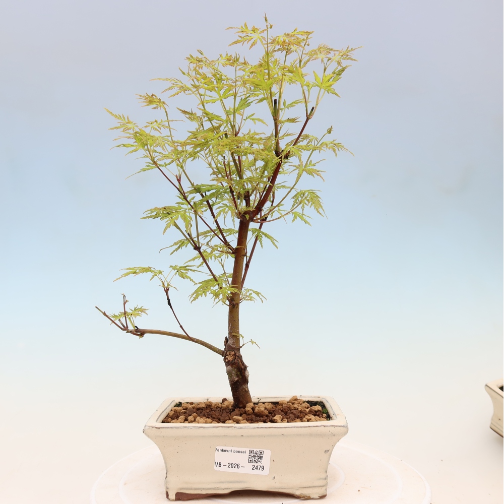 Vonkajšie bonsai - Acer palmatum Dissectum - Javor dlaňolistý 