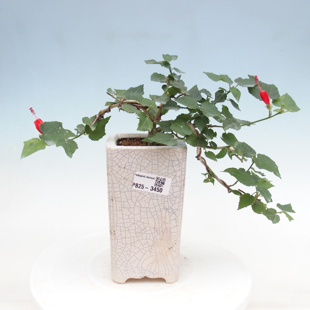 Izbový bonsaj - Malvaviscus arboreus