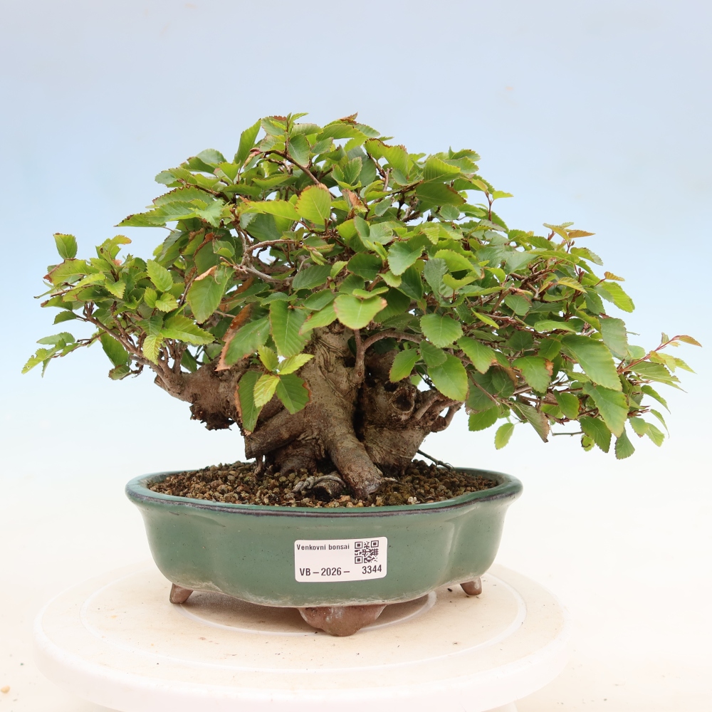 Vonkajší bonsaj -Carpinus coreana - Hrab kórejský