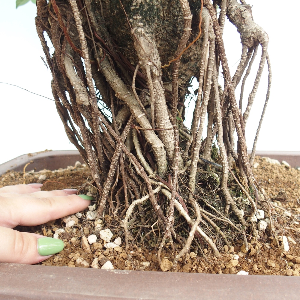 Izbový bonsaj - Ficus kimmen - drobnolistý fikus - len osobný odber alebo preprava na paletách