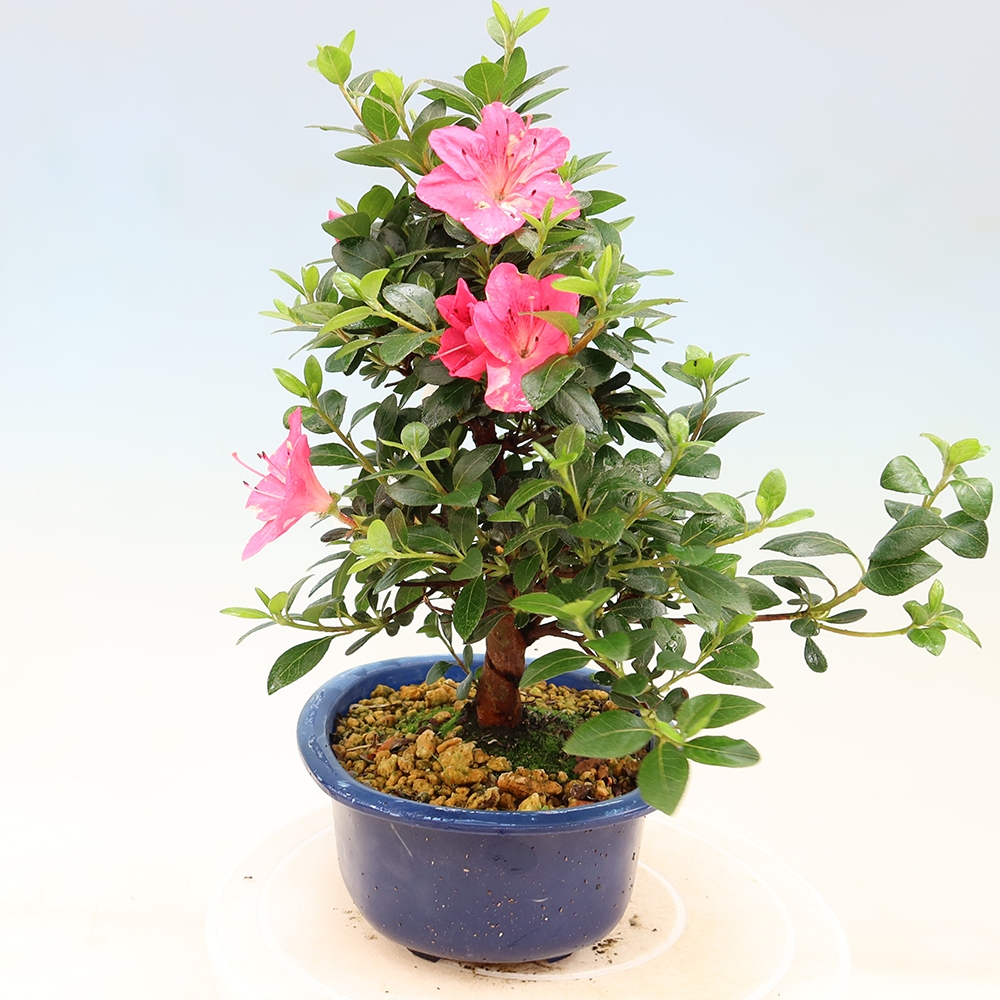 Vonkajšie bonsaje - Japonské azalky - Azalea Kobai