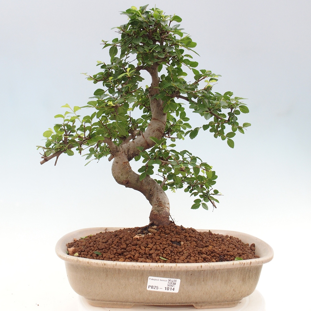Izbová bonsai - Ulmus parvifolia - Malolistý brest