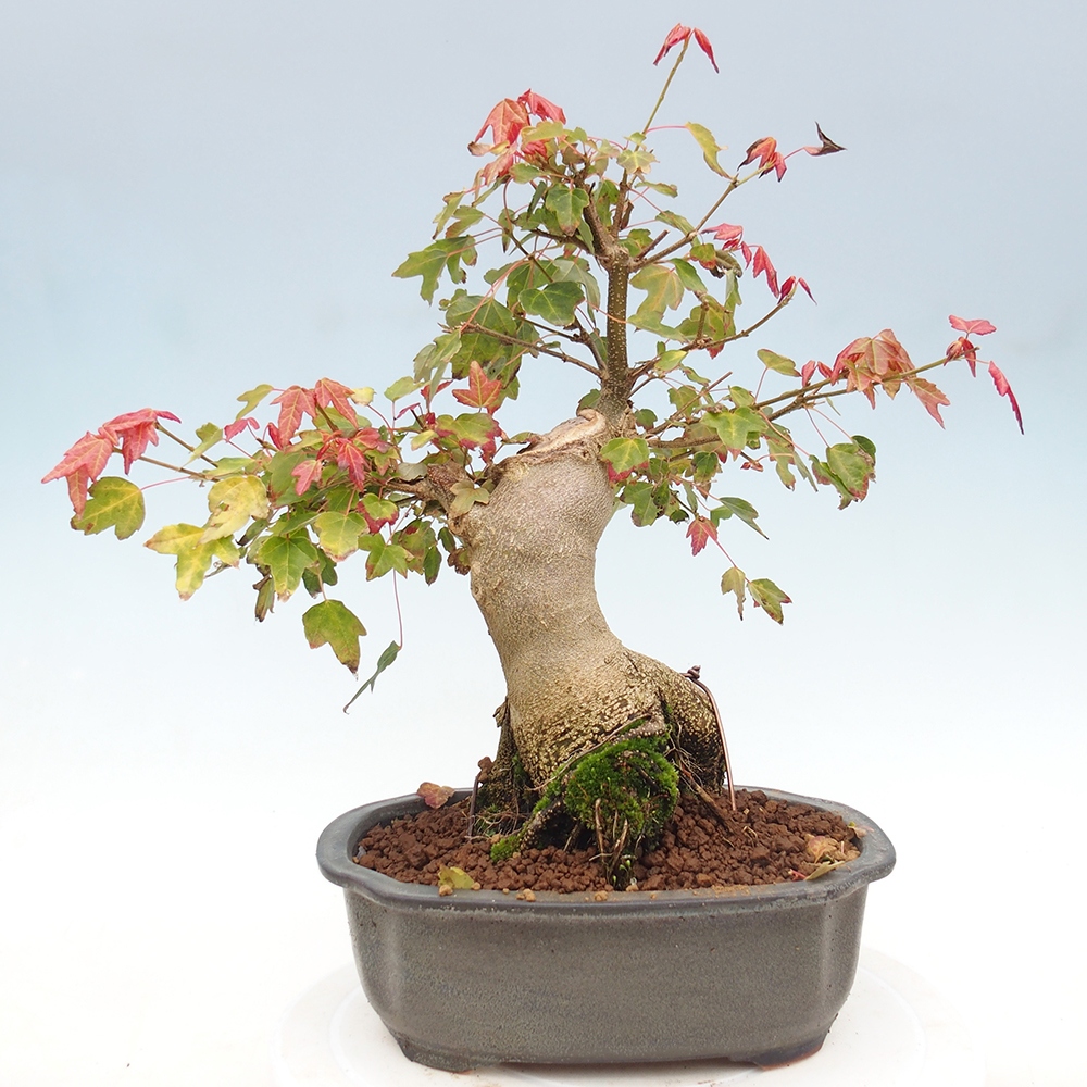 Vonkajšie bonsai - Javor Buergerianum - Javor Burgerův