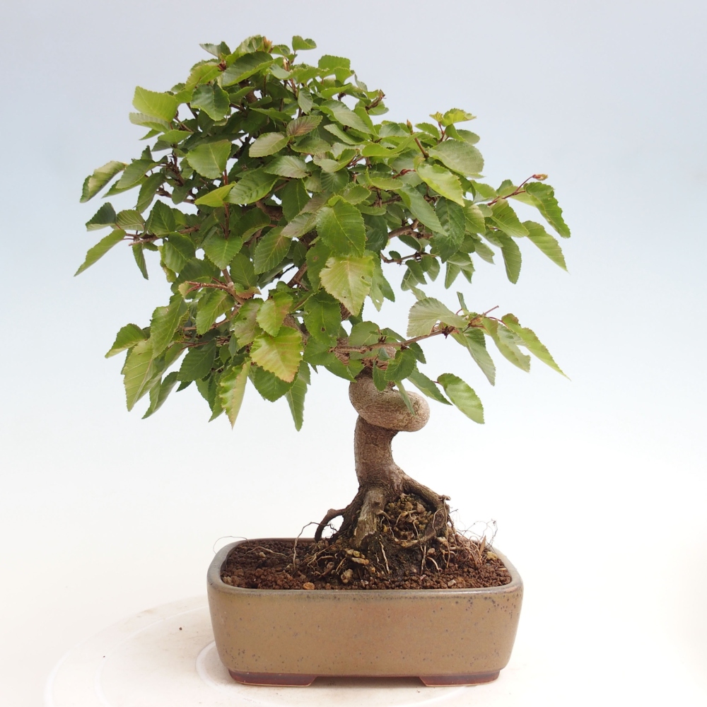 Vonkajší bonsai -Carpinus CARPINOIDES - Hrab kórejský