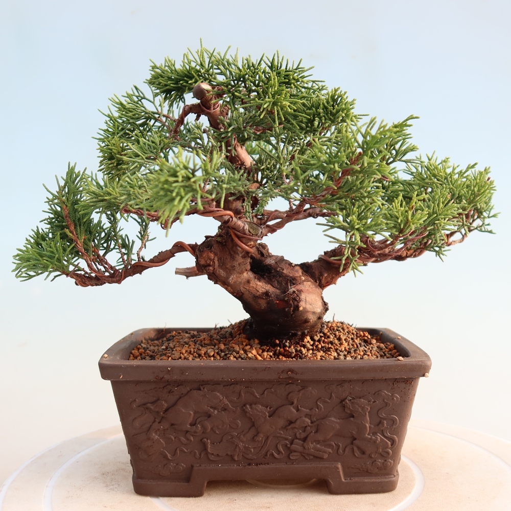 Vonkajší bonsai - Juniperus chinensis Itoigawa -Jalovec čínsky