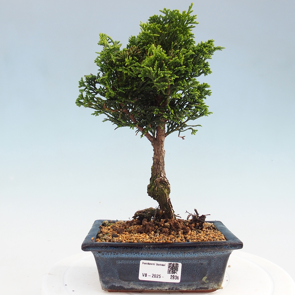 Vonkajšie bonsai - Cham.pis obtusa Nana Gracilis - Cypruštek