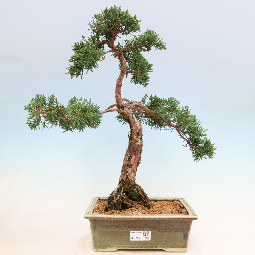 Vonkajší bonsaj - Juniperus chinensis Kishu