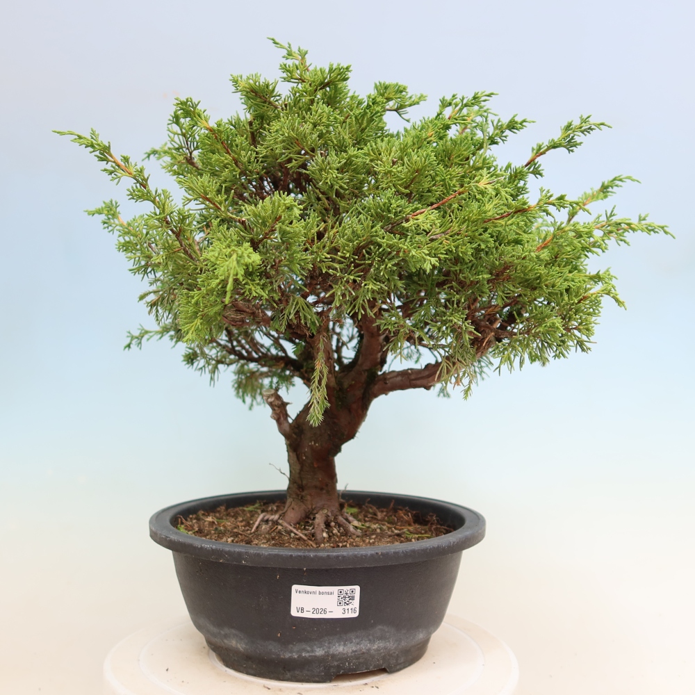 Vonkajší bonsai – Juniperus chinensis Itoigawa – čínsky jalovec