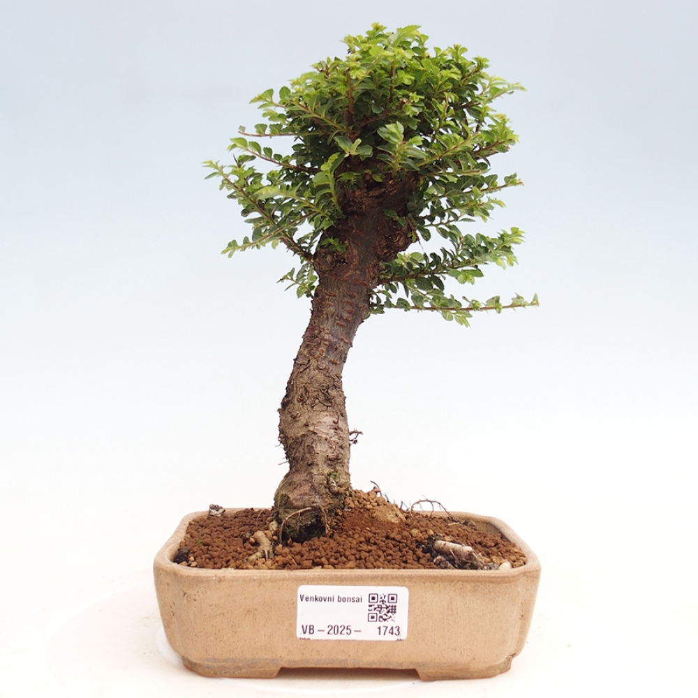 Vonkajší bonsai - Ulmus parvifolia Hokkaido - brest Činski