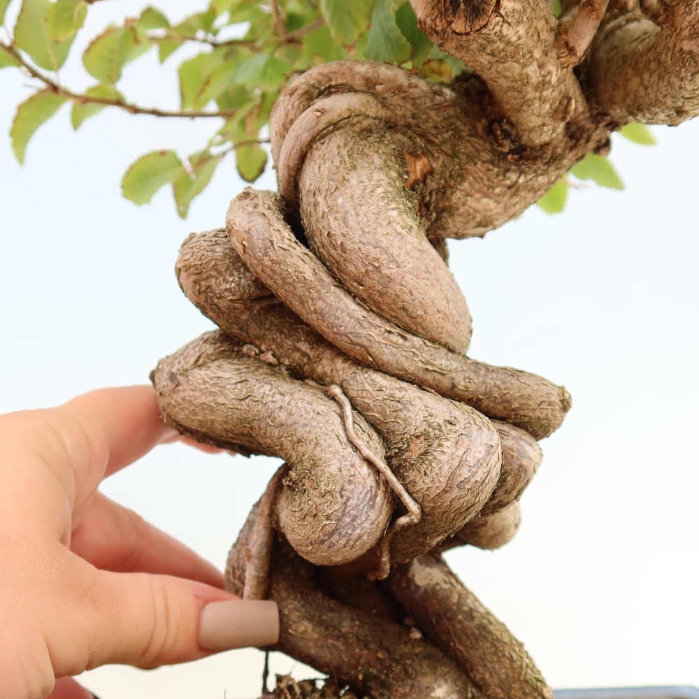 Vonkajšie bonsaje -Carpinus CARPINOIDES - Hrab kórejský
