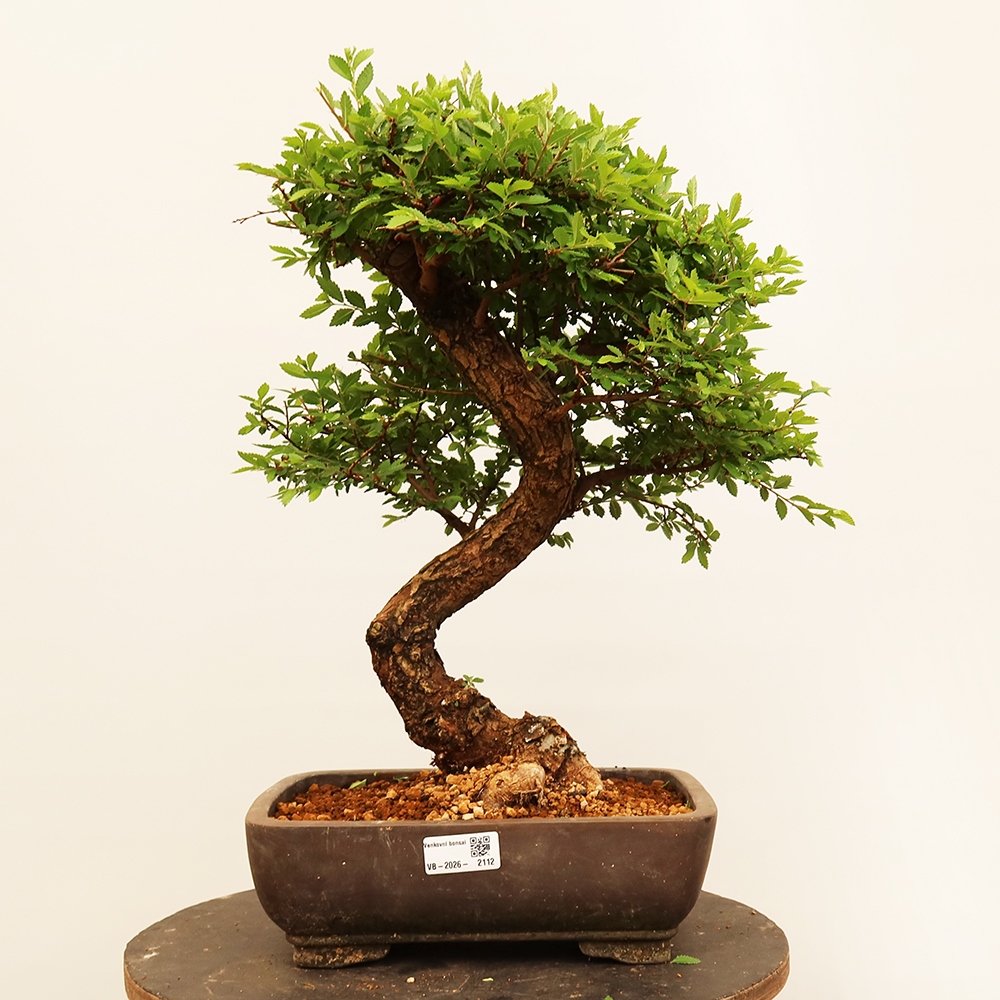 Vonkajšie bonsai - Zelkova - Zelkova NIRE