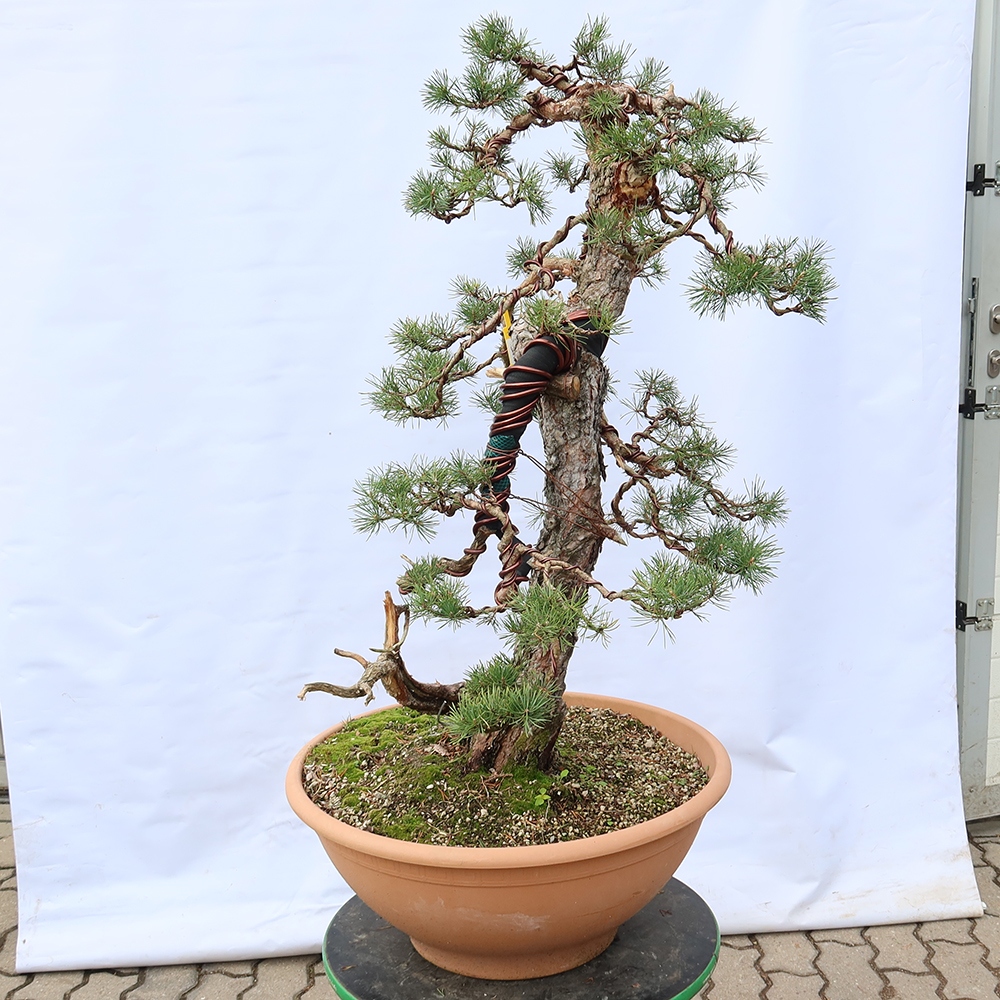 Pinus sylvestris Španielsko – borovica lesná