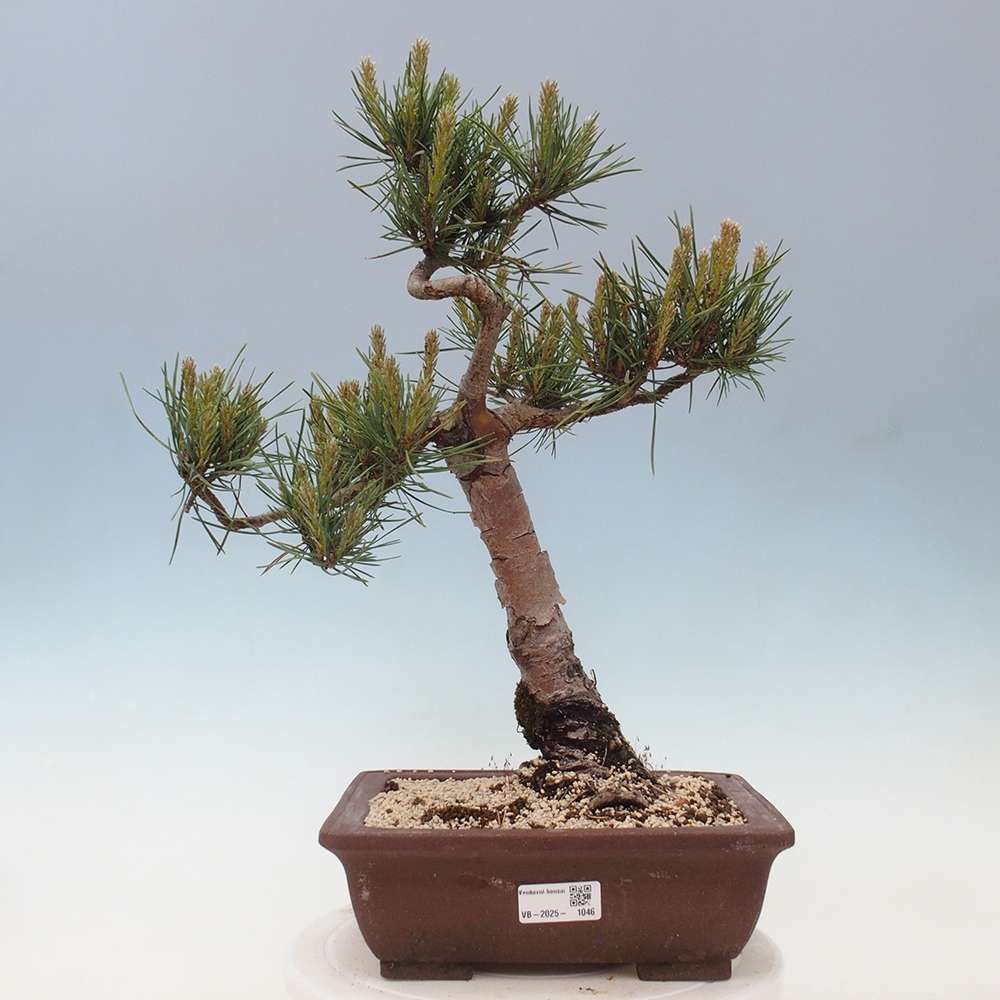 Vonkajšie bonsai - Pinus Sylvestris - Borovica lesná