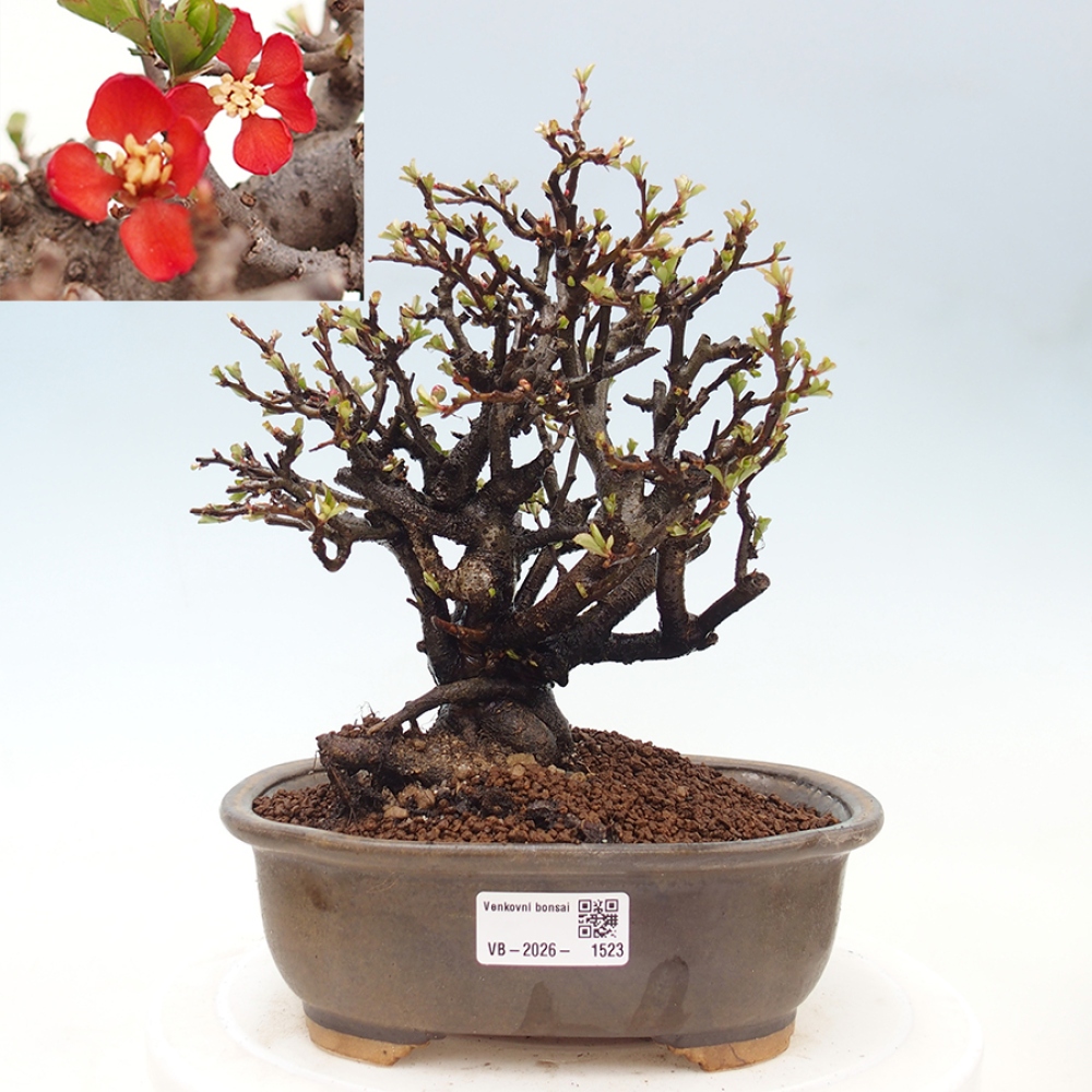 Vonkajšie bonsaje - Chaneomeles speciosa - Kdoule
