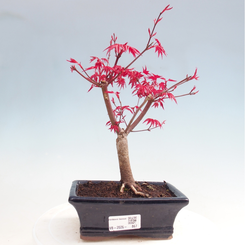 Vonkajší bonsaj - Acer palmatum DESHOJO