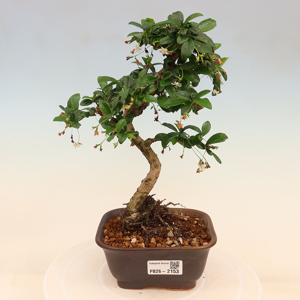 Izbové bonsaje - Carmona macrophylla - Tea fuki