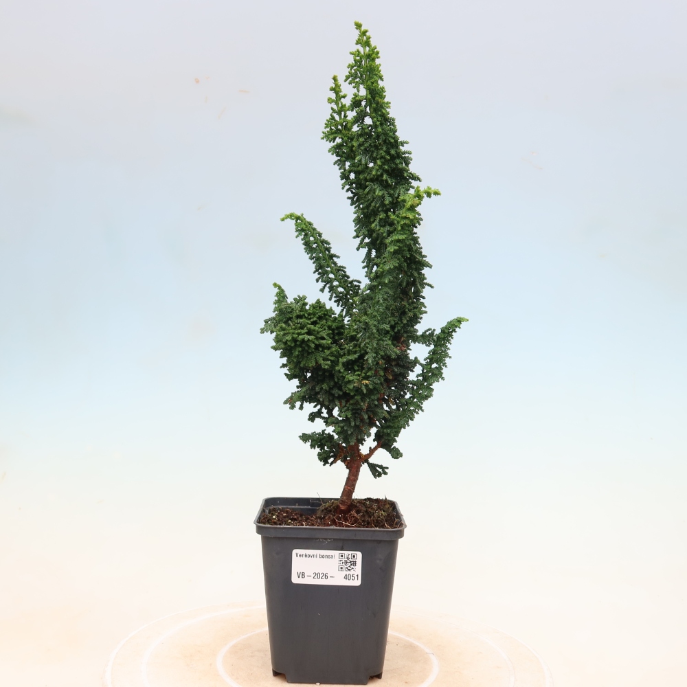 Vonkajší bonsaj - Cham. obtusa SEKKA HINOKI - Cypruštek
