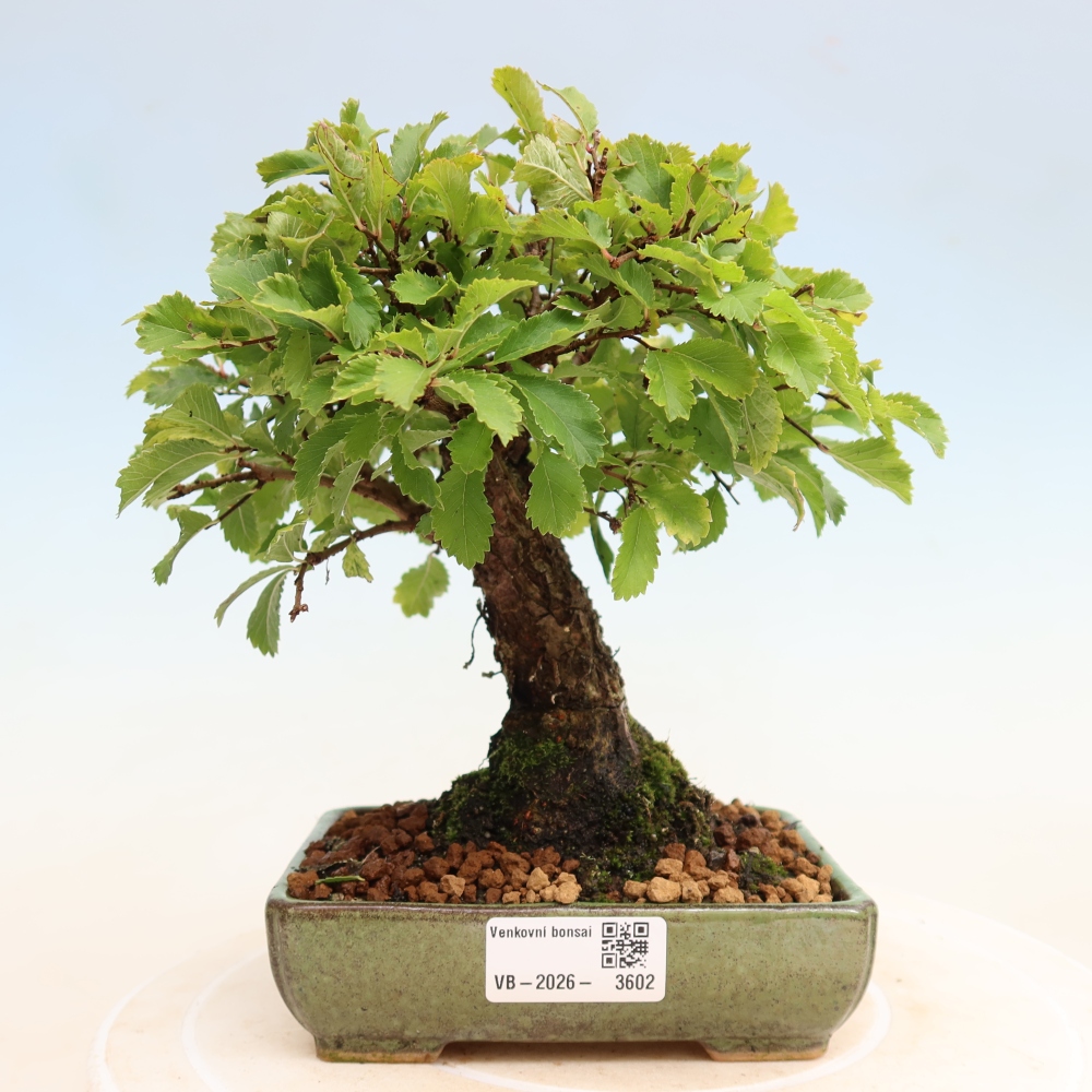 Vonkajšie bonsaje - Zelkova - Zelkova NIRE