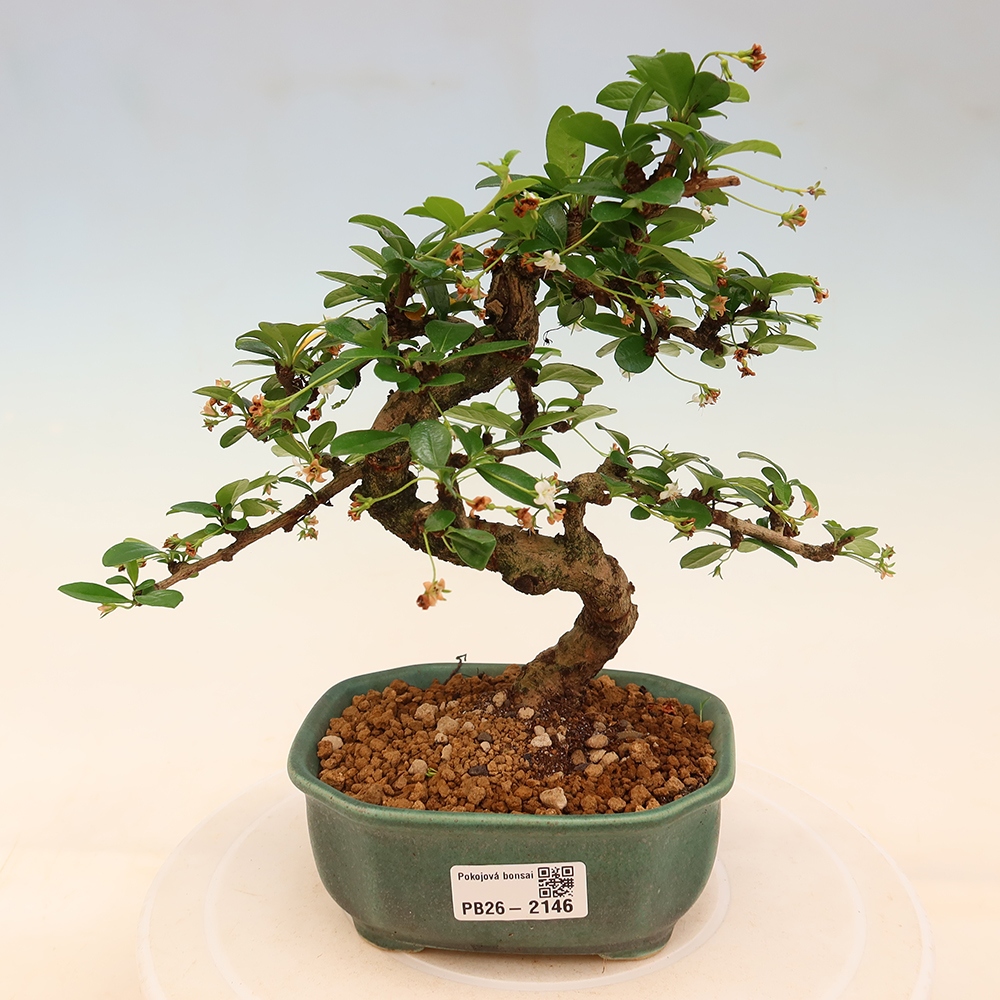 Izbové bonsaje - Carmona macrophylla - Tea fuki