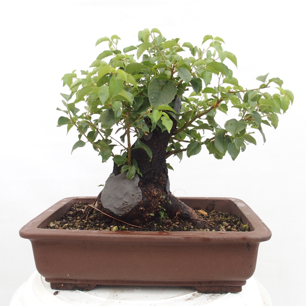 Vonkajšie bonsai - Mahalebka - Prunus mahalieb