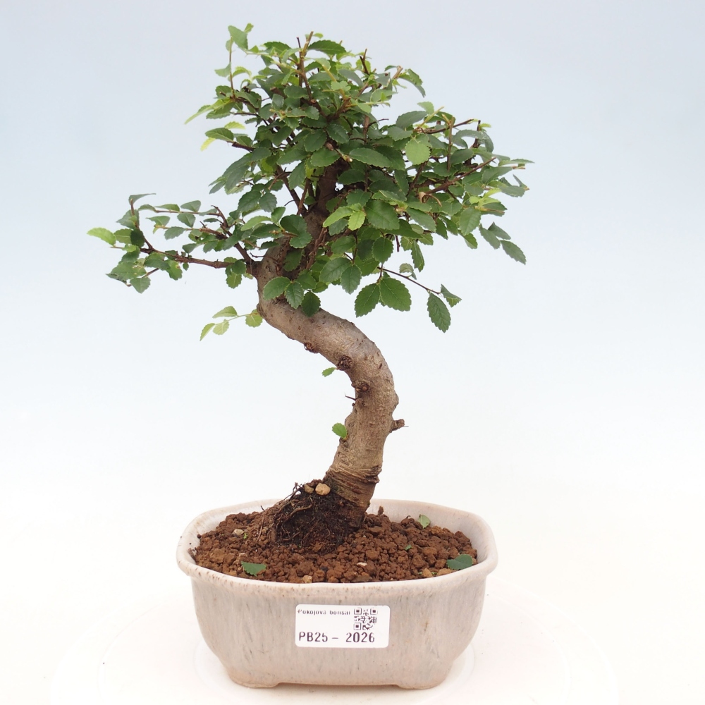Izbová bonsai-malolistá brest 