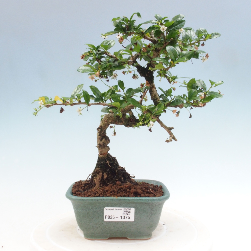 Izbová bonsai - Carmona macrophylla - Čaj fuki