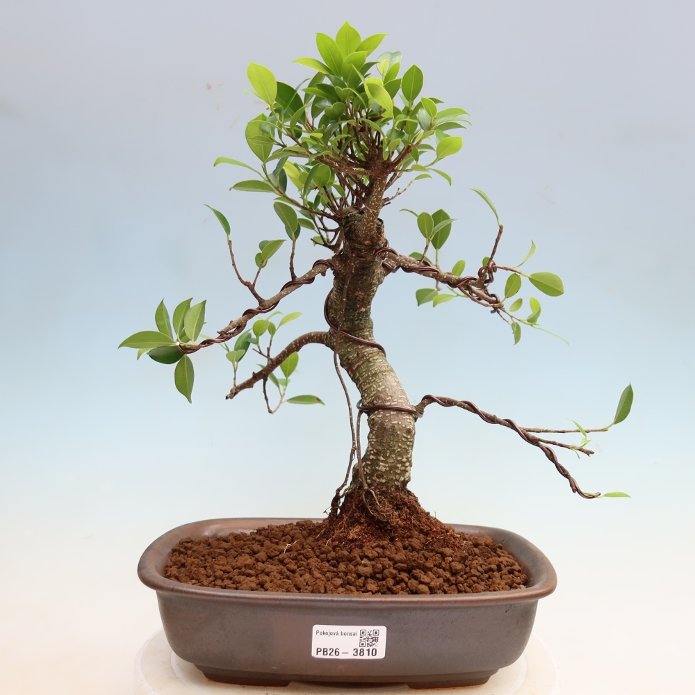 Izbové bonsaje - Ficus kimmen - drobnolistý fikus
