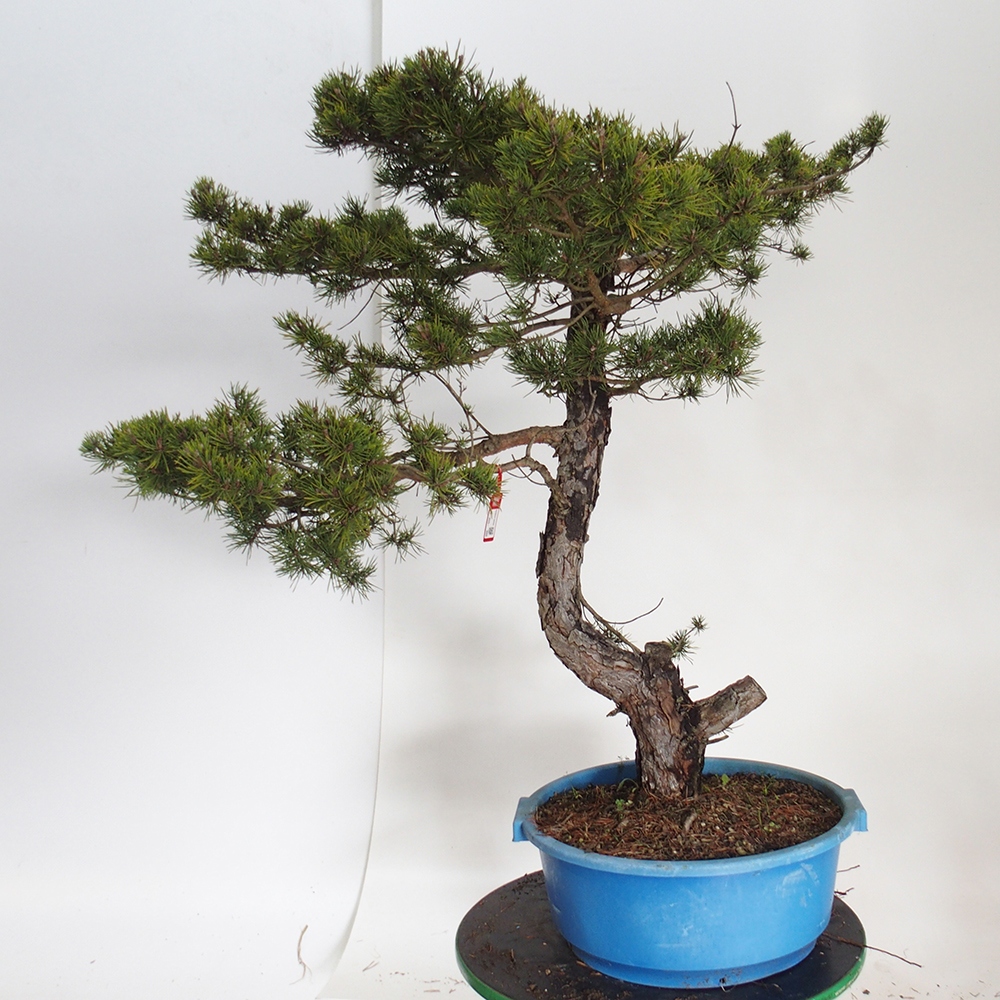 Yamadori - Pinus sylvestris Španielsko
