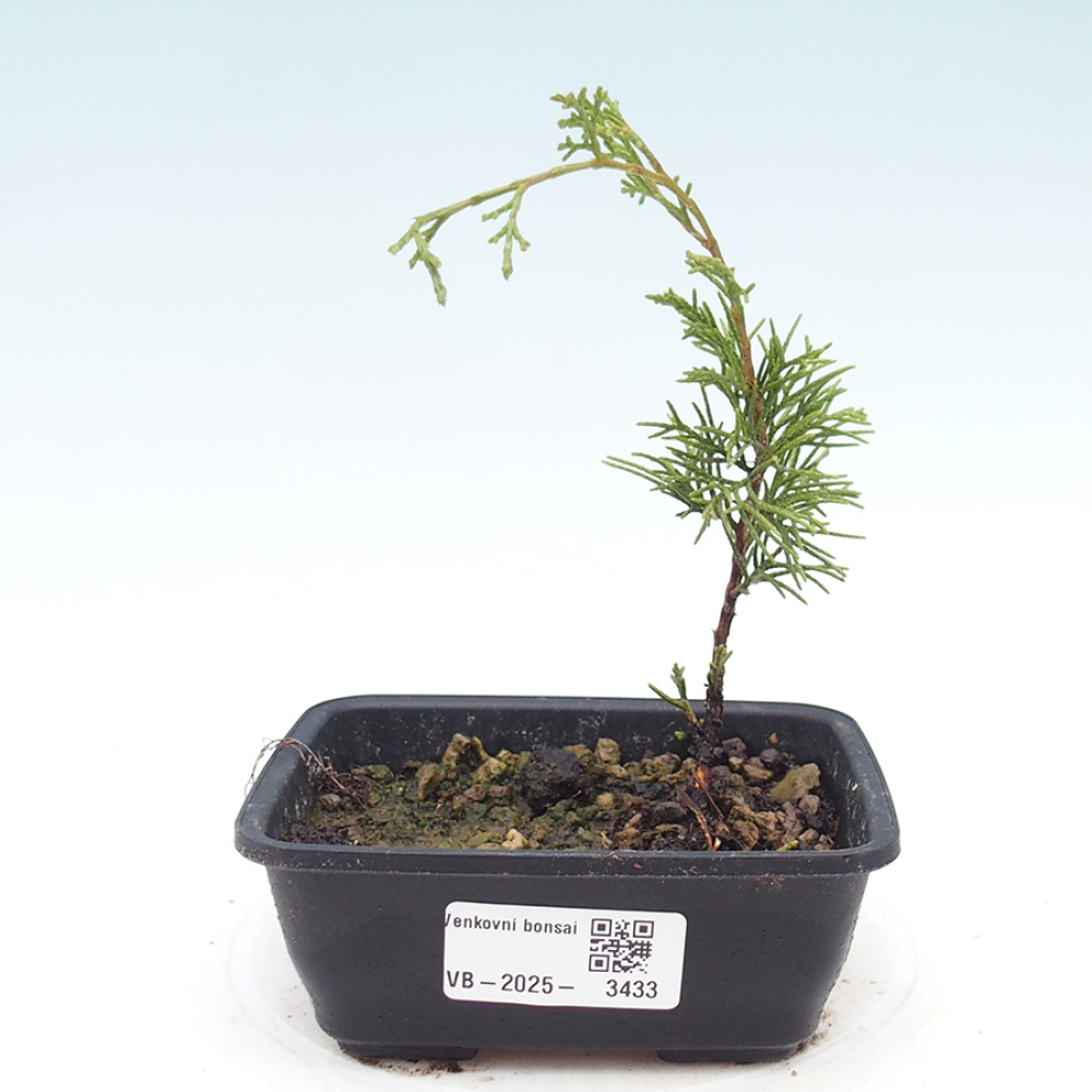 Vonkajší bonsaj - Juniperus chinensis Itoigawa