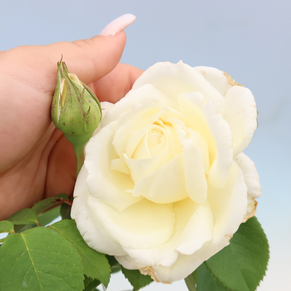 Vonkajšie bonsaje – Rosa Kordes – ruže
