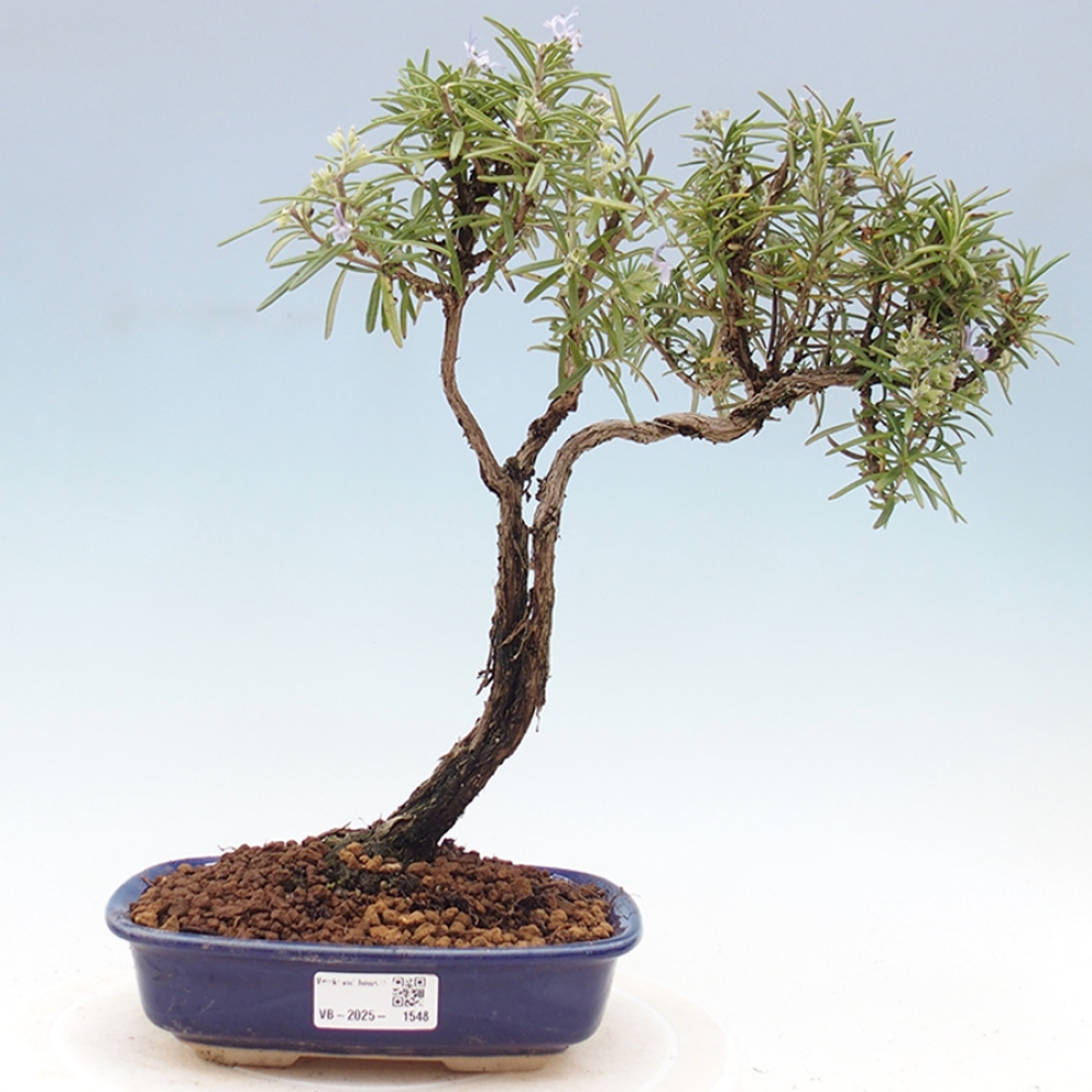 Vonkajší bonsai - Rozmarín lekársky - Rosmarinus officinalis