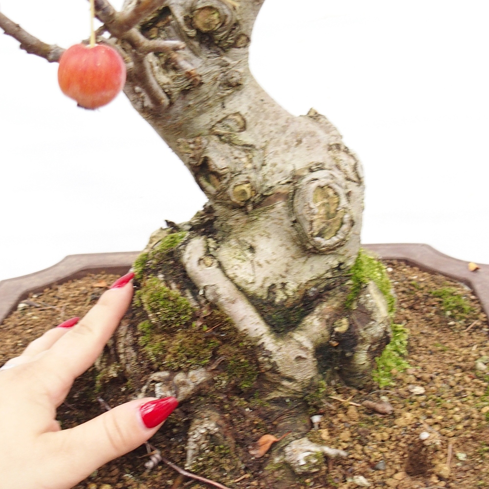 Vonkajší bonsai -Malus halliana - Maloplodá jabloň
