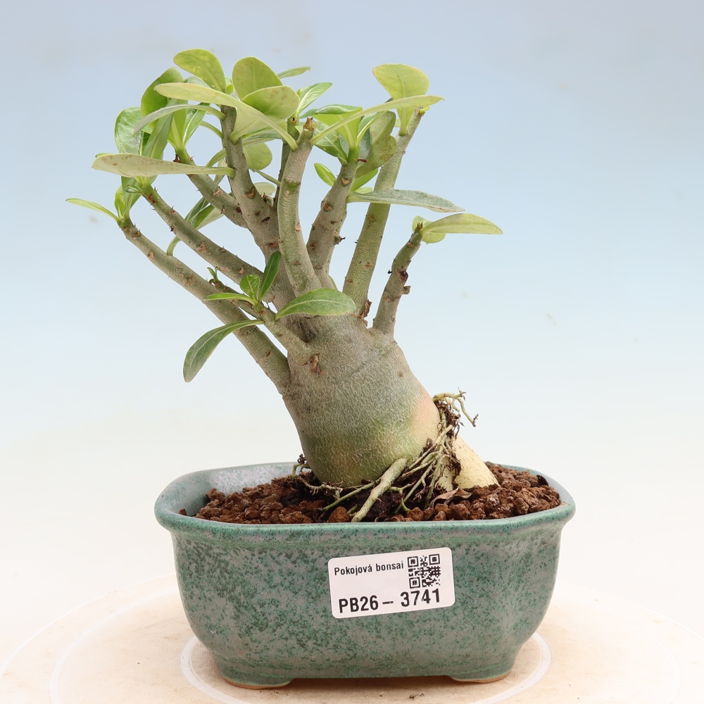 Izba bonsai – Adenium obesum Red Star – Púštna ruža
