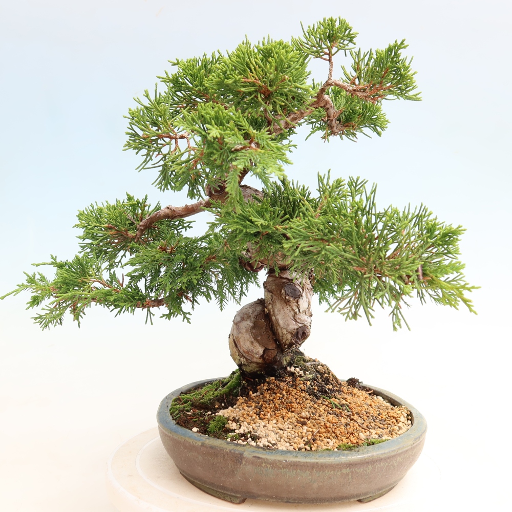 Vonkajší bonsai – Juniperus chinensis Itoigawa – čínsky jalovec