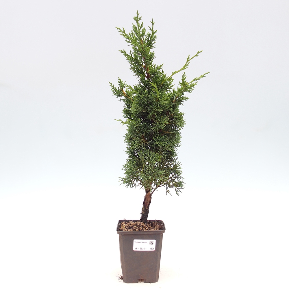 Vonkajšie bonsai - Juniperus chinensis Kishu -Jalovec čínsky