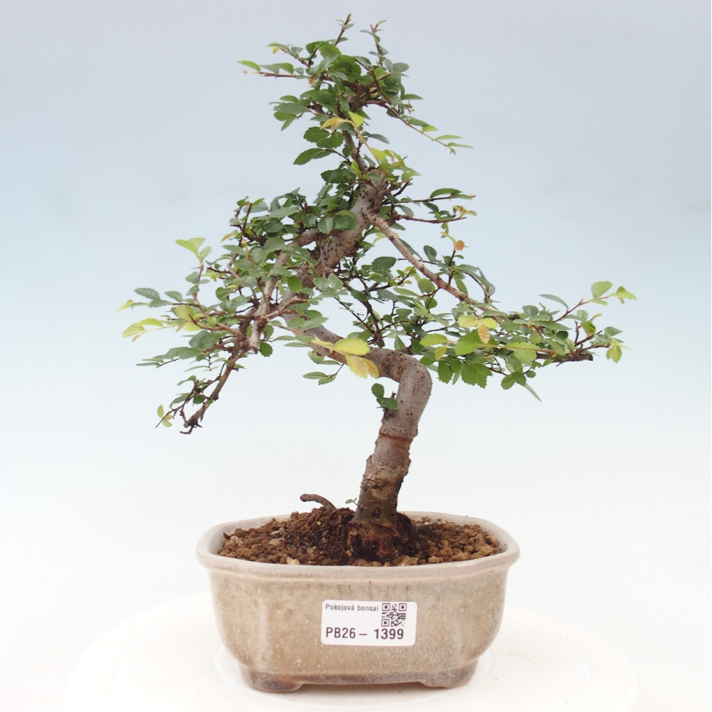 Izbový bonsaj - Ulmus parvifolia - brest malolistý