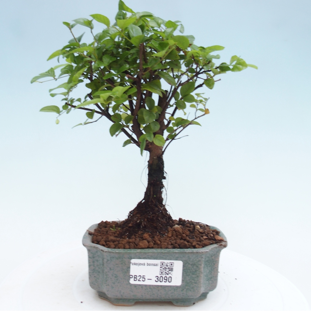 Izbová bonsai - Sagerécie thea - Sagerécie thea