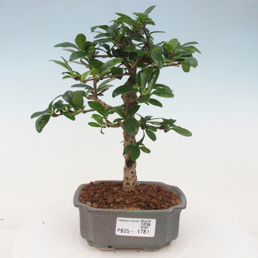 Izbová bonsai - Carmona macrophylla - Čaj fuki