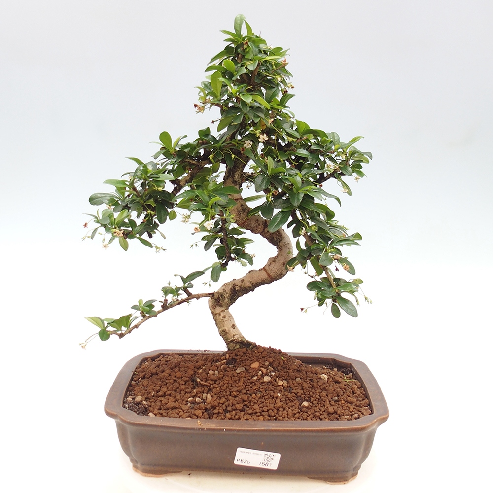 Izbová bonsai - Carmona macrophylla - Čaj fuki