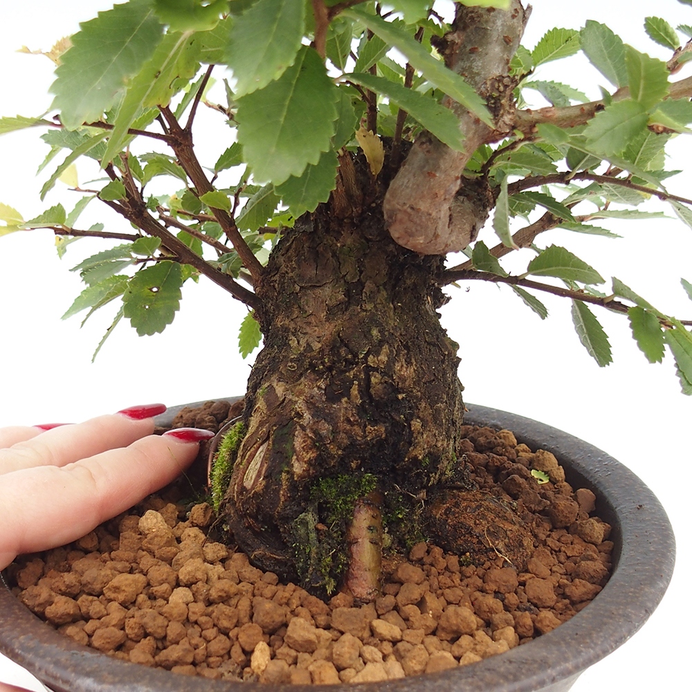 Vonkajšie bonsai - Zelkova - Zelkova serrata