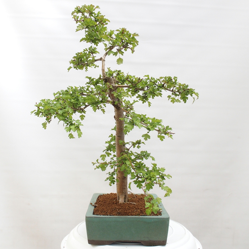 Vonkajší bonsai - Hloh - Crataegus monogyna
